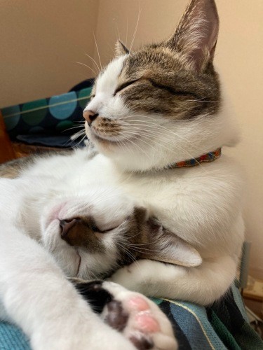 いつもまったり（真美さん提供）