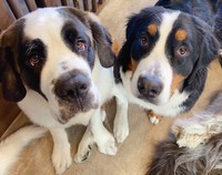 僕たちとも遊べるよ＝大型犬カフェGRAND MOU《ぐらんむー》さん（@GrandMou_）提供