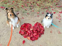 公園でみつけた落ち葉のハートを囲んでパシャリ！ （左から）こわたちゃん、こいとちゃん（画像提供：こわた＋こいとさん）