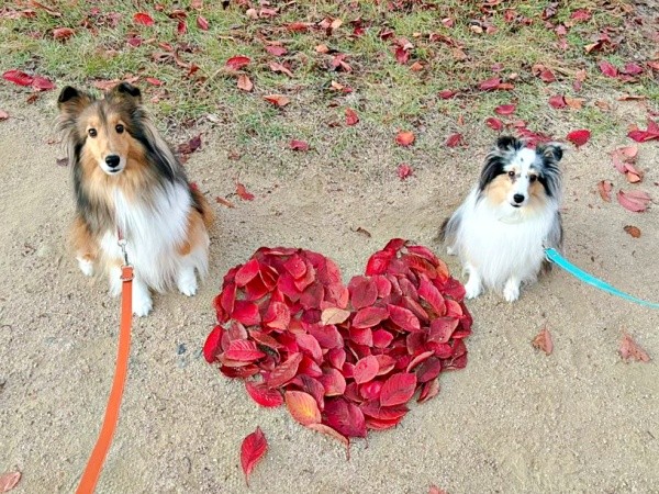 公園でみつけた落ち葉のハートを囲んでパシャリ！ （左から）こわたちゃん、こいとちゃん（画像提供：こわた＋こいとさん）