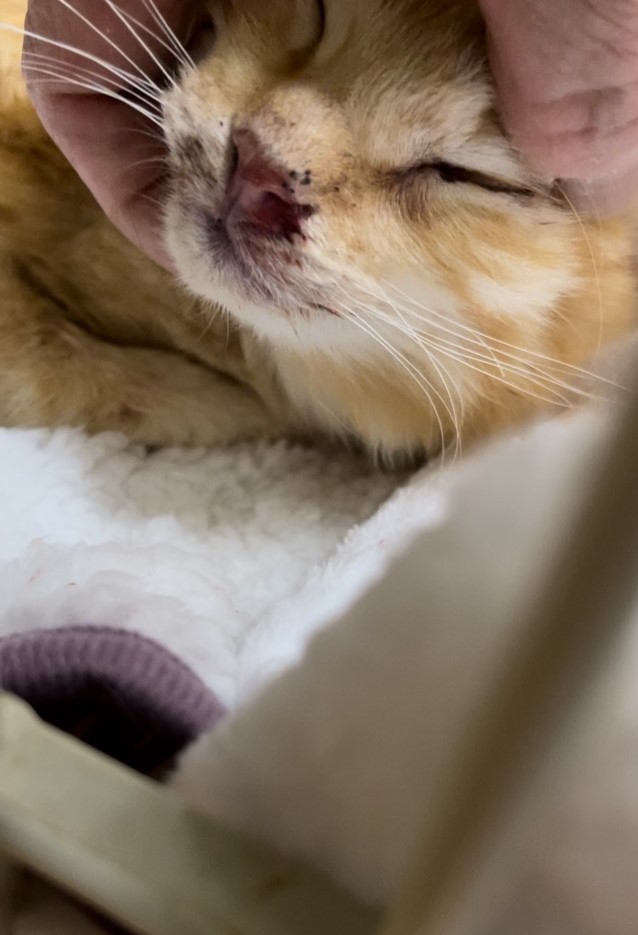 殴られた痕（沖縄のボランティアさん提供）