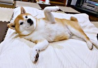「さあ、どうぞ」。前足を開いてお迎えポーズする瑚子ちゃん（画像提供：柴犬 瑚子さん）
