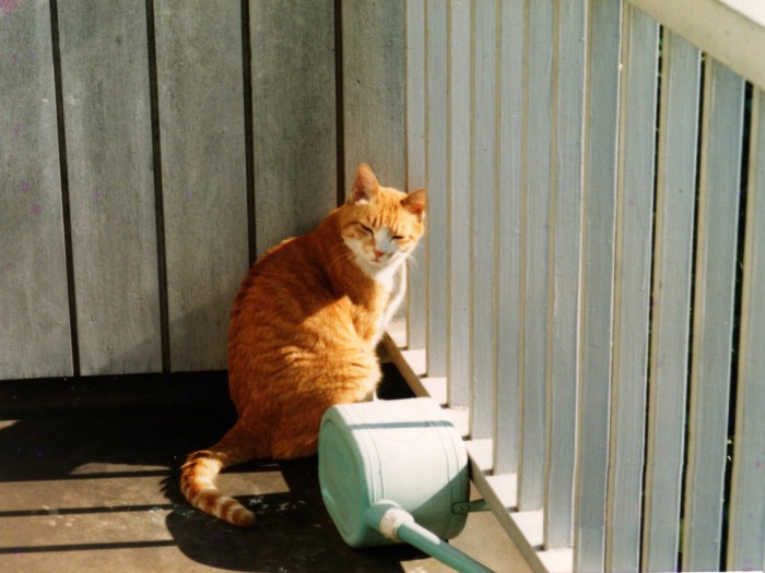 お父さんのトラ。なかなかの美男子