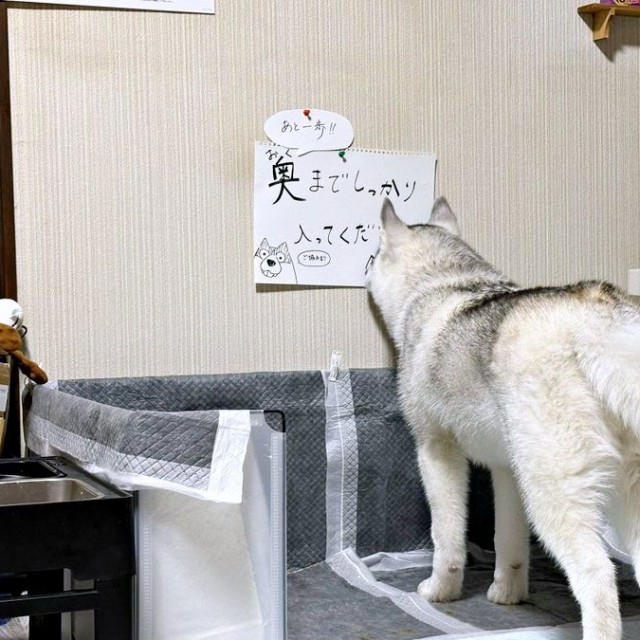 飼い主さんが壁に貼ったポスターを見つめる福丸くん（画像提供：ふくまる＋ぶな＝さん）