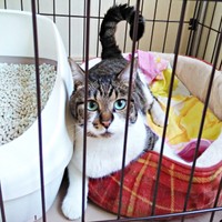 保護当時、ケージのなかで過ごすてつおくん（画像提供：まりてつさん）