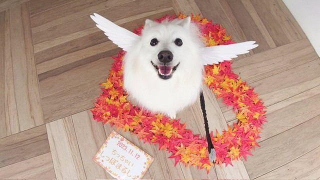 「不定期で販売している『うちの子マジ天使』です」（提供：くーさんママさん）