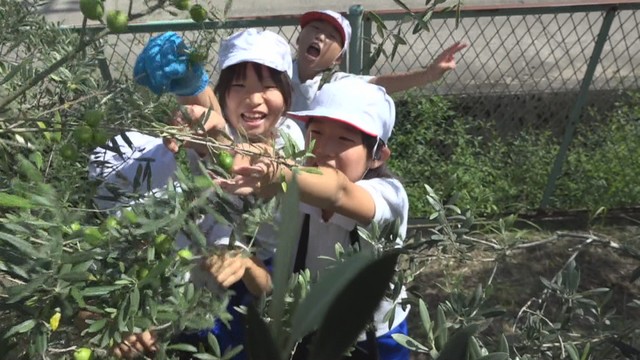 小学校の敷地内にあるオリーブ畑で収穫を体験する児童　香川・小豆島町　24日