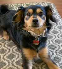 トニー・ラルーサ氏が設立した団体に保護されていたフィン君