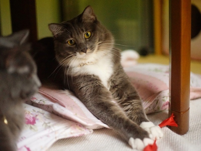 可愛いしぐさを見せるシャンパン