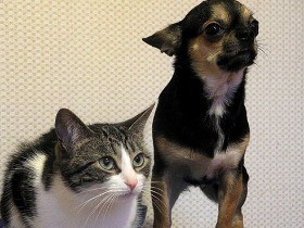 犬猫の死因１位はがん　想像以上に進行が速いことも