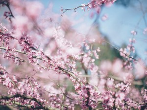 歩きながら触れる自然、生き物、人、空気、匂い全てが私のエネルギー