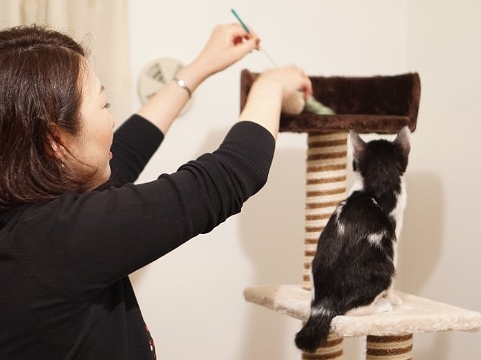 キャットタワーで遊ばせる彩江さん