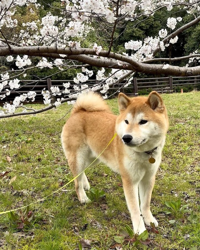 いつもの公園で「拒否柴」を発動していた柴犬、会長くん（画像提供：会長さん）
