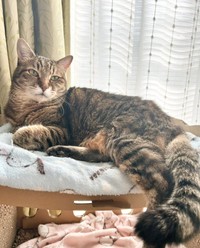 現在、13歳になったまろちゃん（画像提供：こまちさん）