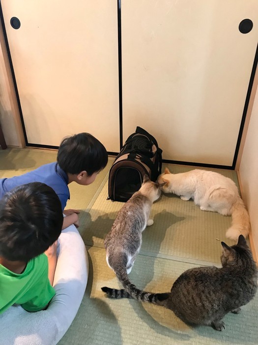 おにぎりくんもスムーズに家族の一員になりました（提供：なみそさん）