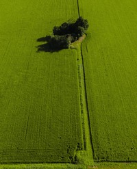 青々とした稲に囲まれた夏の社／えぬびいさん（@enuenuenubi）提供