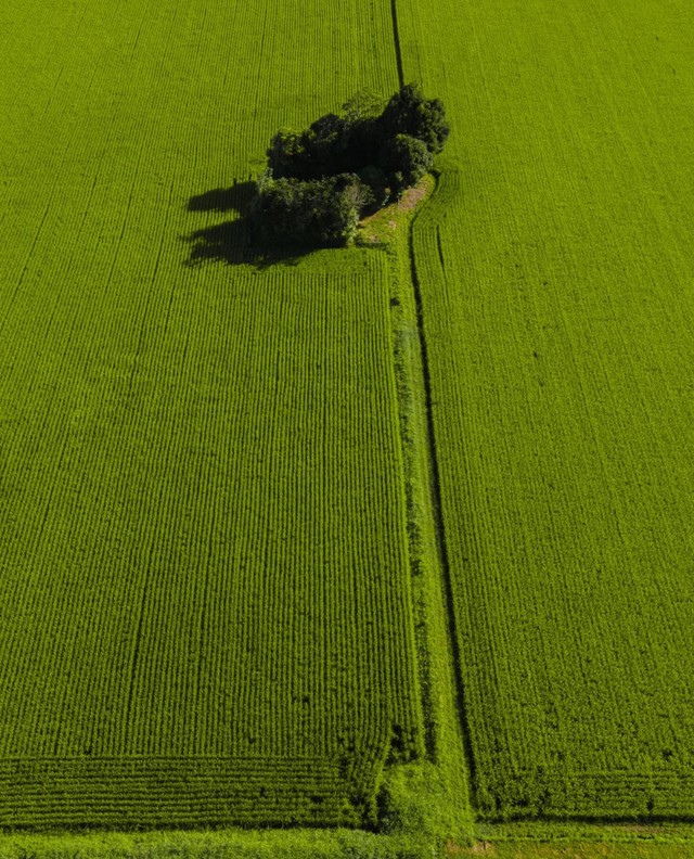青々とした稲に囲まれた夏の社／えぬびいさん（@enuenuenubi）提供