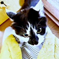 飼い主さんの体をよじ登り始めたあわせちゃん（画像提供：毛玉が2匹さん）