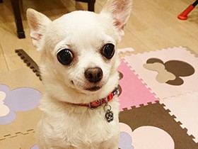 おやつをもらえるなら頑張るよ！　りりしいチワワの「凛」