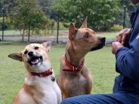 動物愛護センターの機能担うシェルター　広々施設で犬猫のびのび