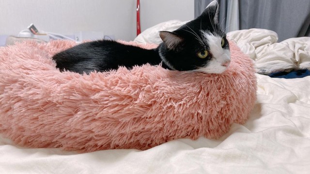 里親が決まらなかった猫に縁を感じて家族に 誰かと一緒に寝るのが
