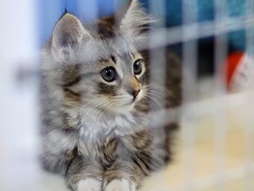 米国の山火事から逃れたペット　救ったのは地域に根ざす保護施設