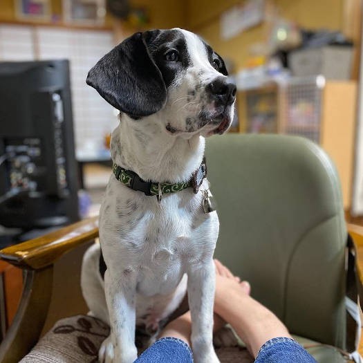 りたくんのその後。牛にはならず（そりゃそうか）、立派な成犬に。