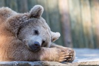 画像はイメージです（Luca Pape／stock.adobe.com）