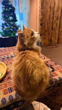 また別のお店でもニャルソック（提供：ゆゆさん）