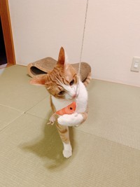 エビでネコを釣る