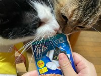 おやつに釣られて接近＝hachiware_natsuさん提供