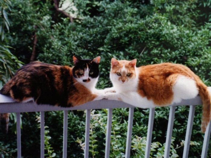 お母さんはミケ猫のミーちゃん