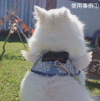 ユリウスK9  IDCパワーハーネス"Ｓ/miniサイズ専用"のオリジナル作品『うちの子マジ天使』の羽ハーネスをつけた楽くん（画像提供：くーさんママさん @kukuri_shibainu）