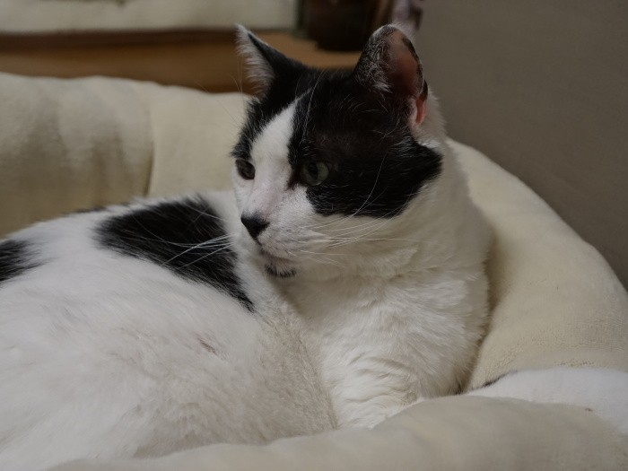 背中にウニのような模様があるウニ……猫ハッピーさんは７匹の猫と新天地に向かう。みーんな保護猫です