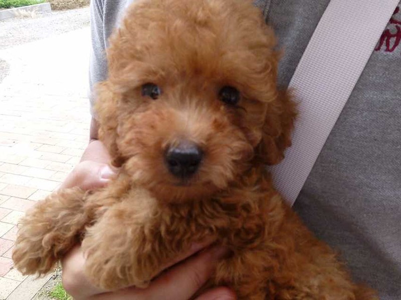 家にきたころの「COCO」