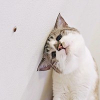 虫をみつけて首をかしげるミントちゃん（画像提供：ぴえん猫ミントさん）