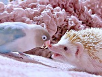まるでアニメのワンシーン！ インコとハリネズミのかわいすぎるショット（画像提供：きなこ@針村さん）