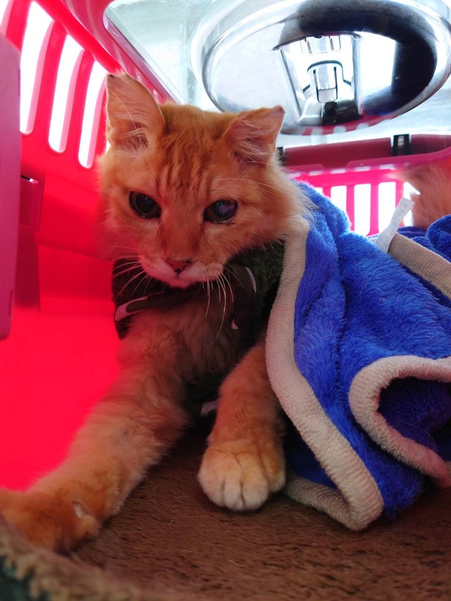 病院に向かうレオくん。体温調節がうまくできず低体温になりやすいため、野口さんお手製の洋服を着て