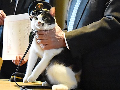 三毛猫よんたま、めでたく駅長デビュー！祝福に「にゃー」