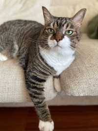 普段は表情豊かでとても可愛いぽんちょくん（飼い主提供）