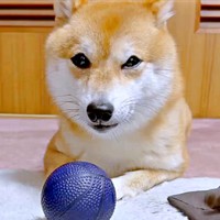 ボールで遊ぶようこちゃん。このあと表情が激変！？（画像提供：シバシバお豆さん）