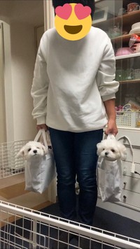 お母さんの両手には真顔の犬２匹が入ったバッグ！（提供：もふ子さん）