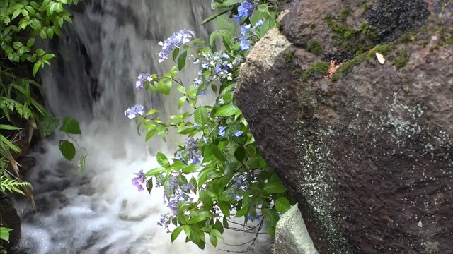 梅雨の花「ヤマアジサイ」が見頃 　まんさく園で130種、約1000株が咲き誇る　岡山・新見市