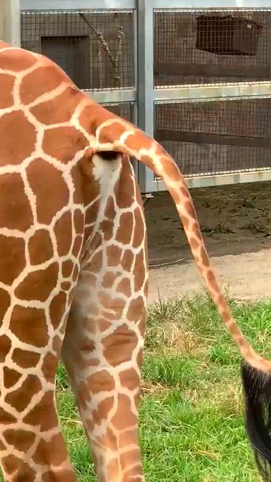 放屁するキリン