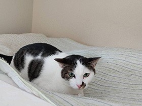 仕草も鳴き声もキュンキュンしちゃうくらいかわいい！　ミックス猫「セナ」