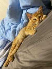 生後5カ月ころ、のんびりくつろぐ虎太郎くん（画像提供：梅虎さん）