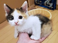 お迎え当日から2日後、まん丸おめめ、お顔はふっくらとしたみこちゃん（画像提供：方原 刺繍屋かたはらさん）