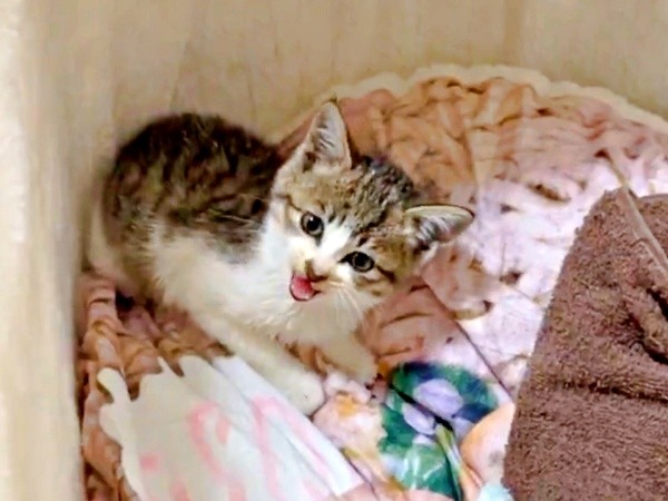 保護当時、生後2カ月に見たないほど小さかった日咲ちゃん（画像提供：このりんぴっくさん）