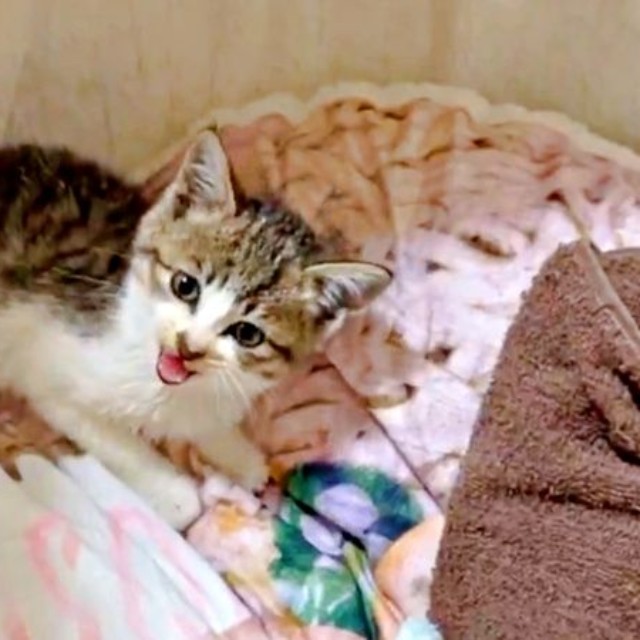 保護当時、生後2カ月に見たないほど小さかった日咲ちゃん（画像提供：このりんぴっくさん）