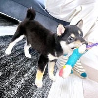 おもちゃをプレゼントしてもらってうれしそうなむさしくん（画像提供：むさしさんさん）